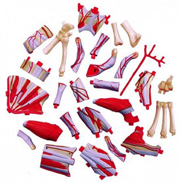 Model 3D 4D Master Ręka ludzka FM-626009 - obrazek 2