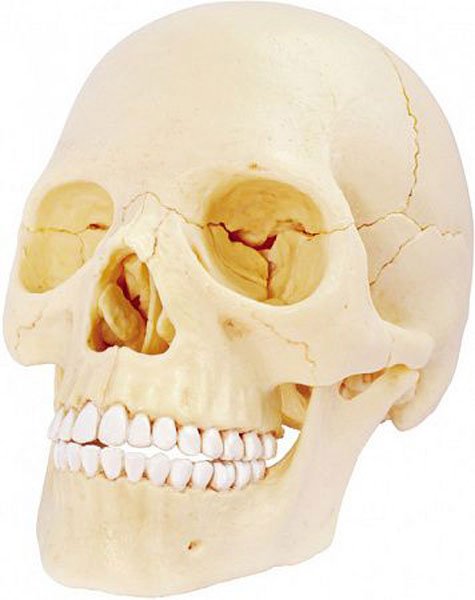 Model 3D ludzkiej czaszki 4D Master FM-626111 - obrazek 2