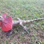 Jaszczurka z peleryną 55 cm LankaNovel 21550