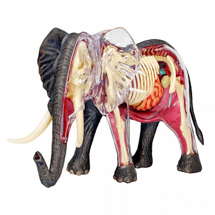 Model 3D 4D Master Elephant FM-622037 - obrazek 2