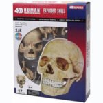 Model 3D ludzkiej czaszki 4D Master FM-626111